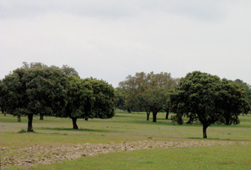Image 20113