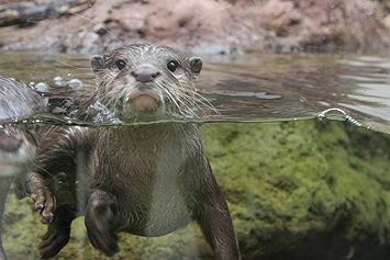 Image 9521